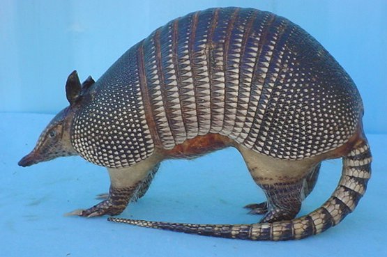 Stuffed armadillos store